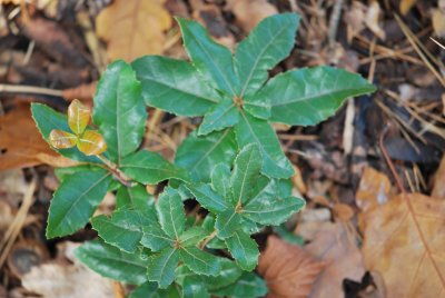 Quercus ilex - dub cesmínový